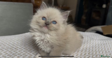 Ragdoll cats - Advert 5