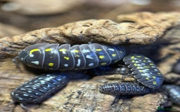 Mixed Breed invertebrates for sale: Isopods, Millipedes & Springtails - Image 13