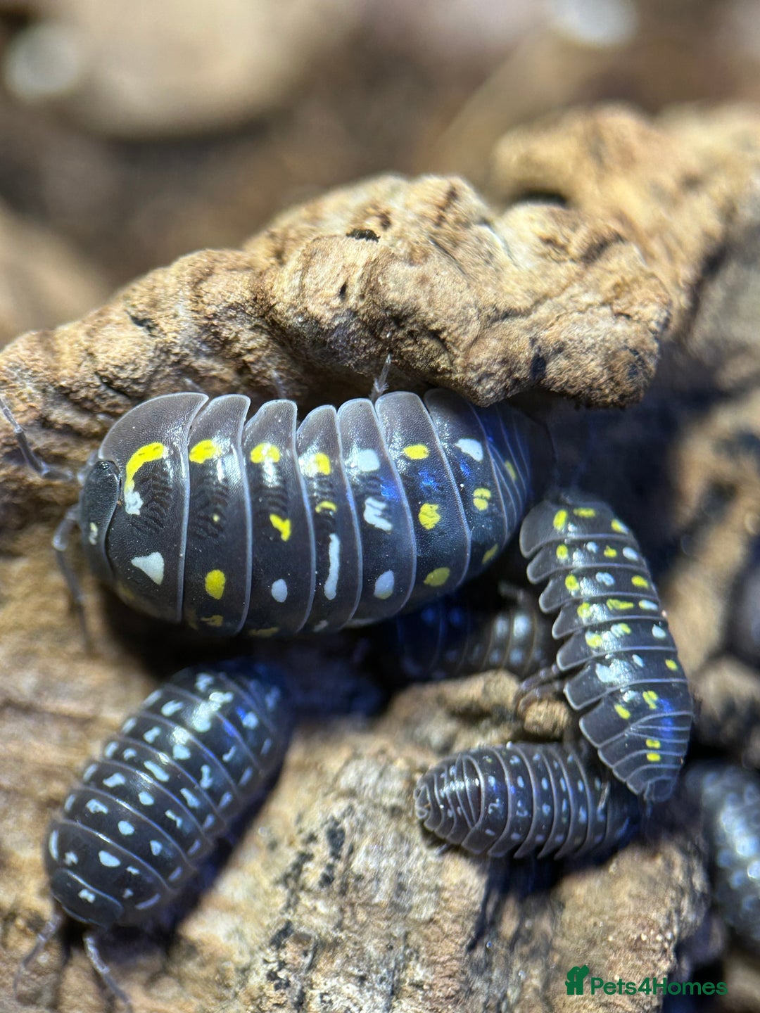 Mixed Breed invertebrates for sale: Isopods, Millipedes & Springtails - Image 13