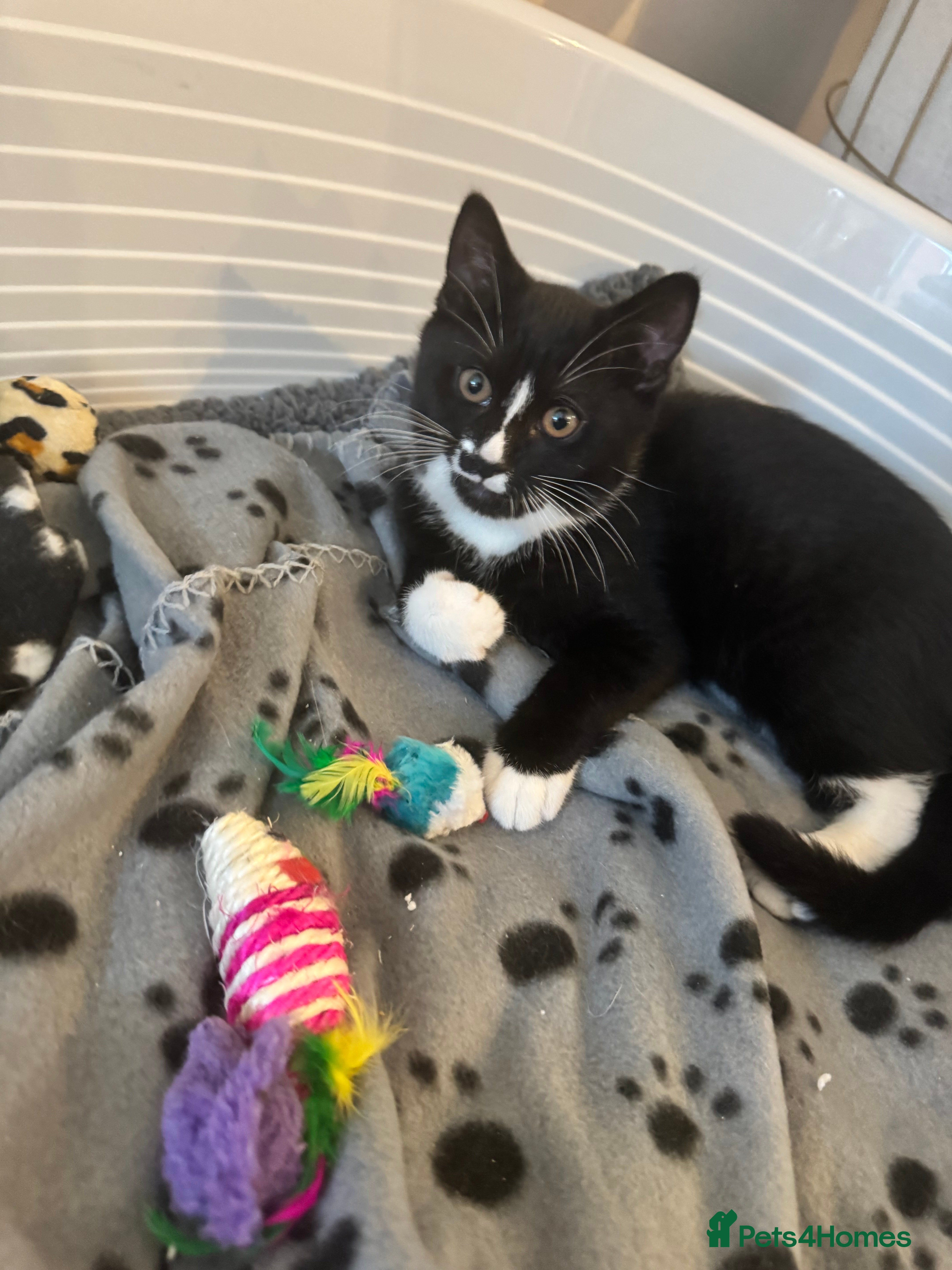 British Shorthair cats Blue British short-hair kittens - Advert 15