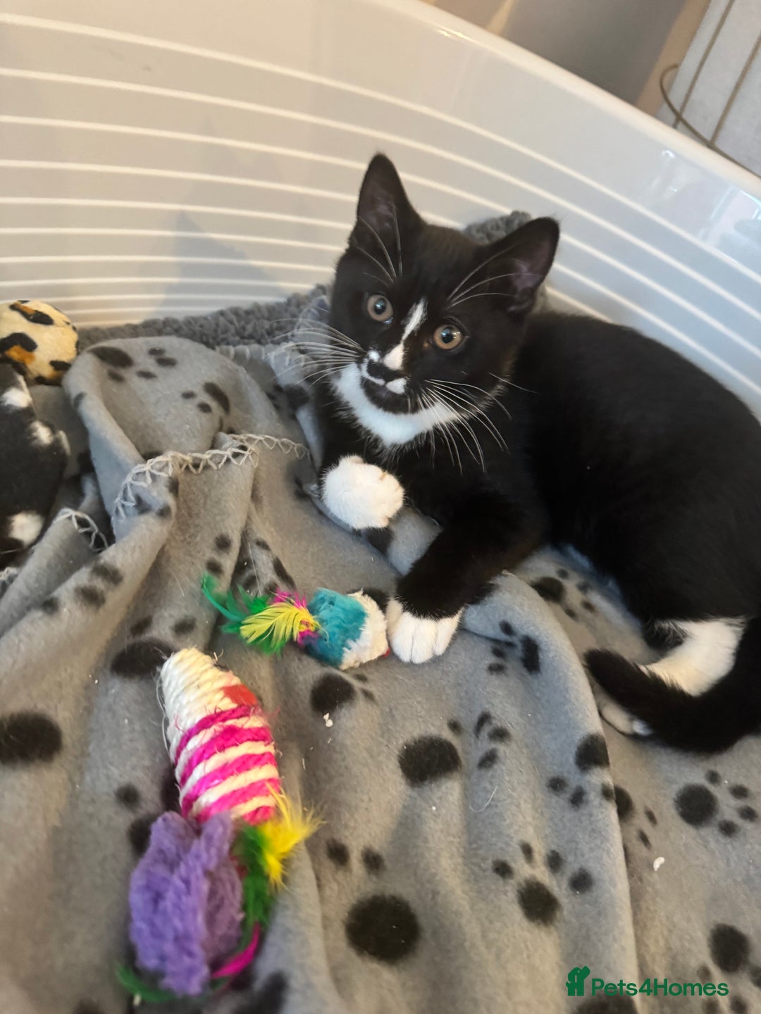 British Shorthair cats for sale: Blue British short-hair kittens - Advert 1