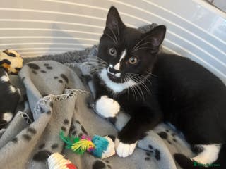 British Shorthair cats for sale: Blue British short-hair kittens - Advert 1