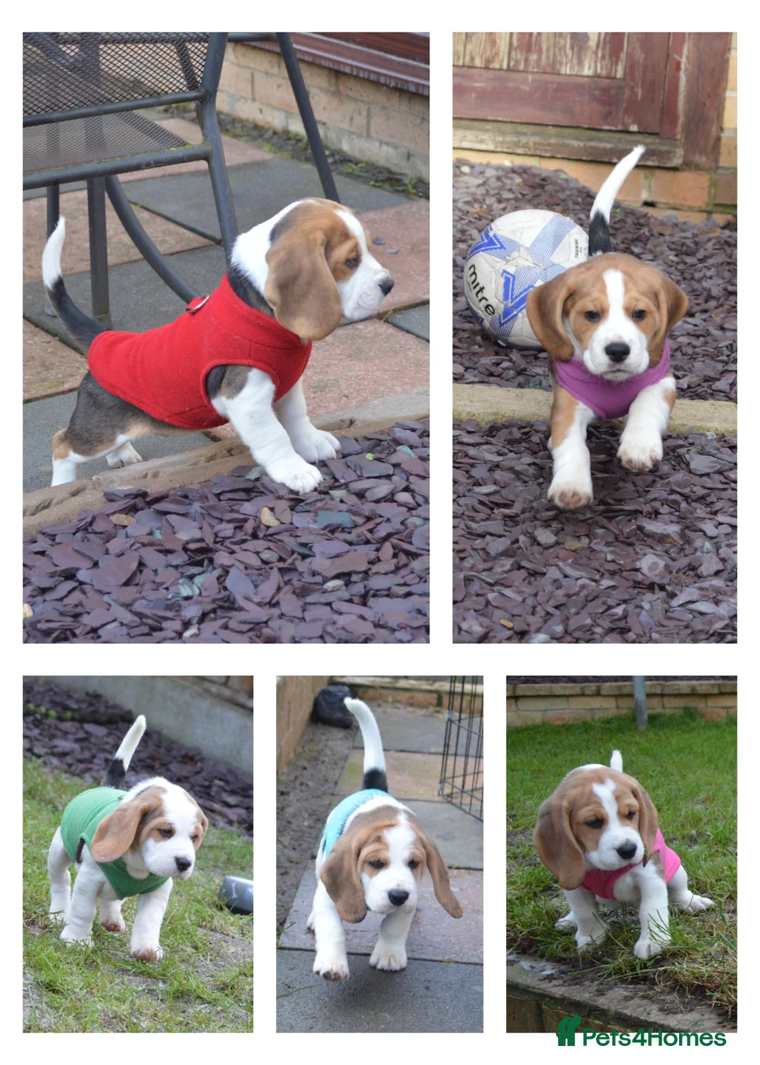 Beagle dogs for sale: CH Sired, Fully Health Tested, KC Reg, Beagle Pups - Advert 9