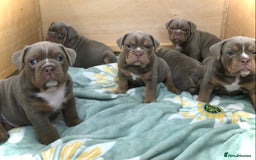 Olde English Bulldogge dogs for sale: 07496730941 : lilac tri Olde English Bulldogges - Image 17