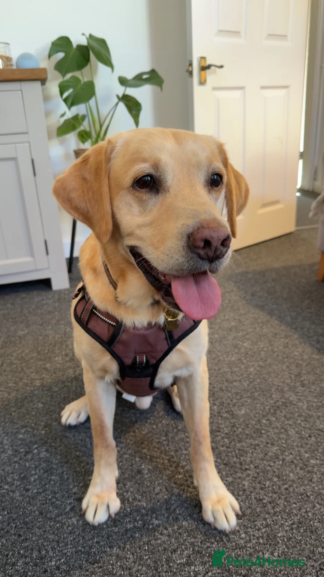 Labrador Retriever dogs for sale: Labrador  in Chesterfield - Advert 1