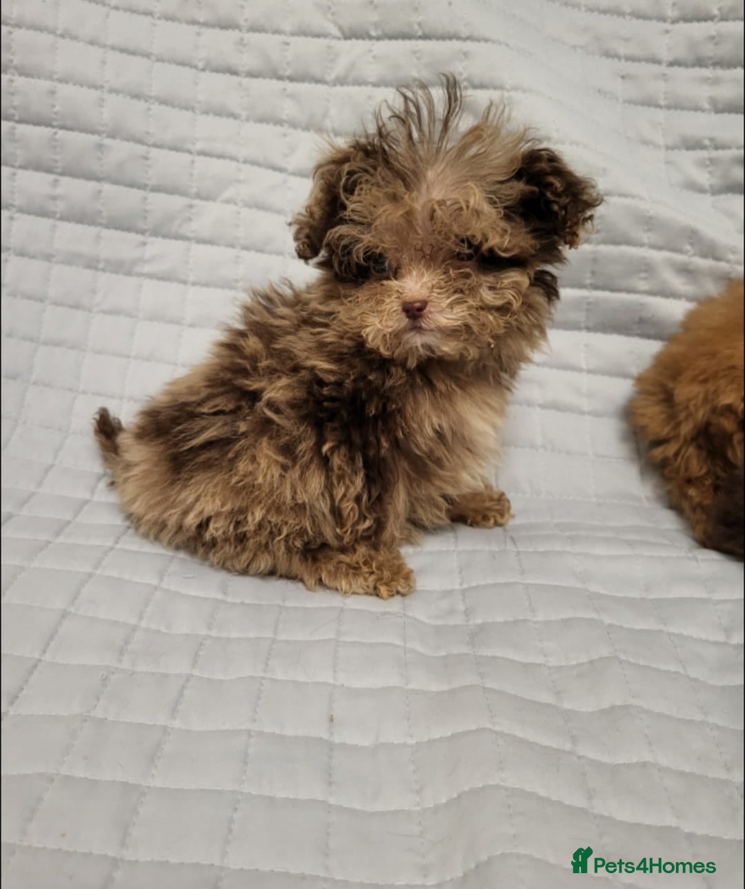 Toy Poodle dogs for sale: Small toy poodles  - Advert 4