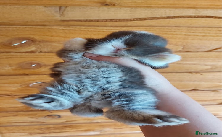 Mini Lop rabbits - Advert 1