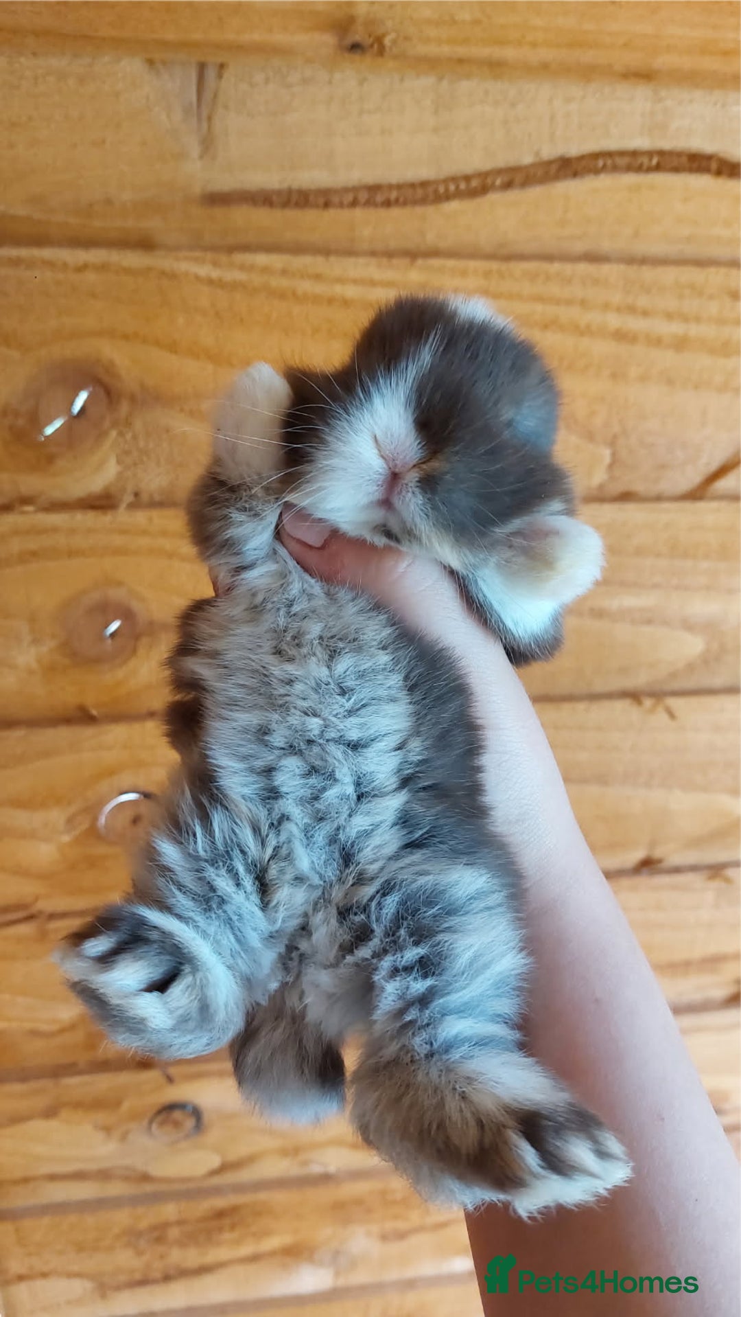 Mini Lop rabbits for sale: 💕Gorgeous purebred mini lops 💕 - Image 1