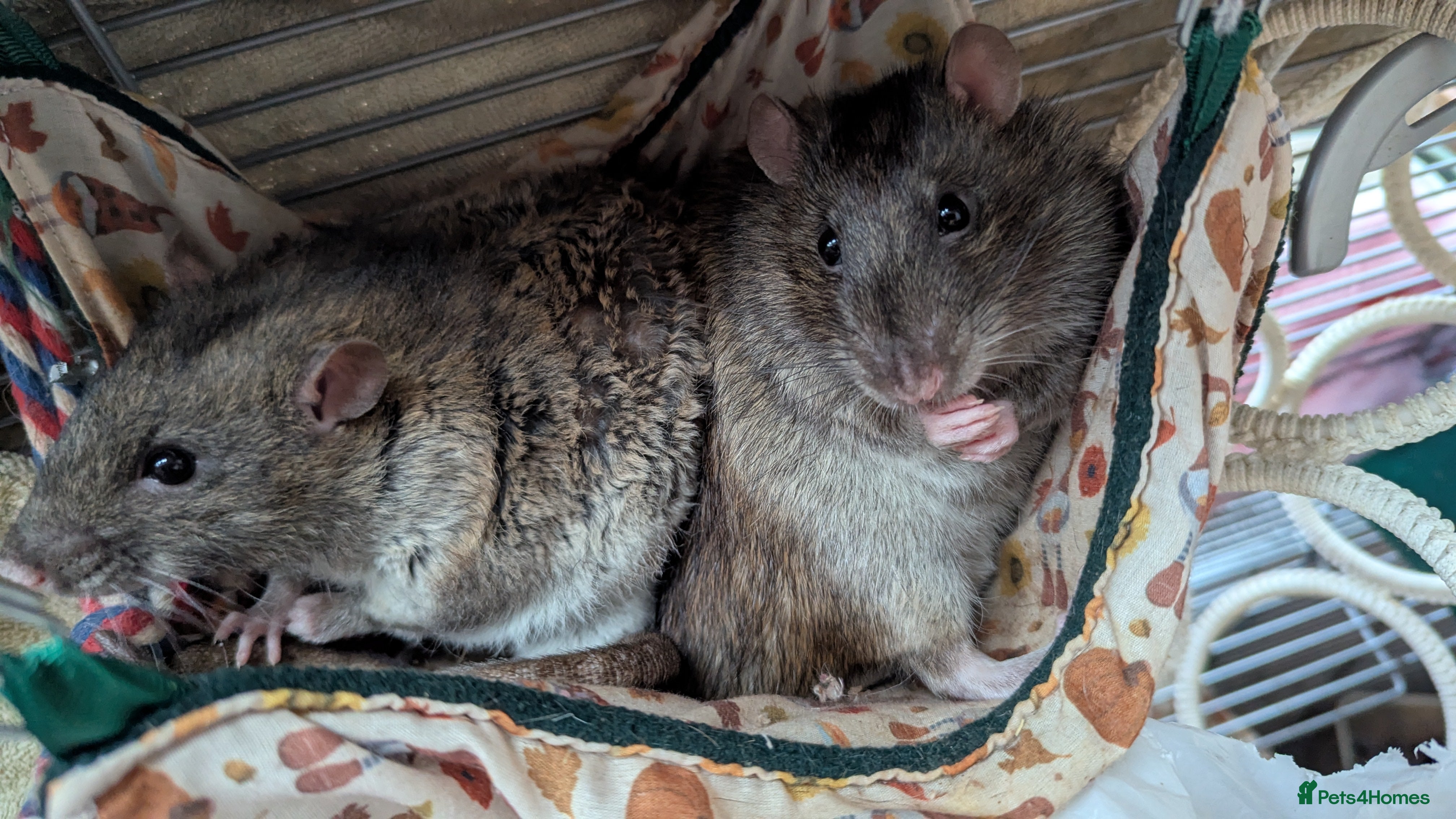 Rat rodents 10 month old male rats in North Shields - Advert 1