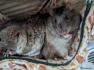 Rat rodents 10 month old male rats in North Shields - Advert 1