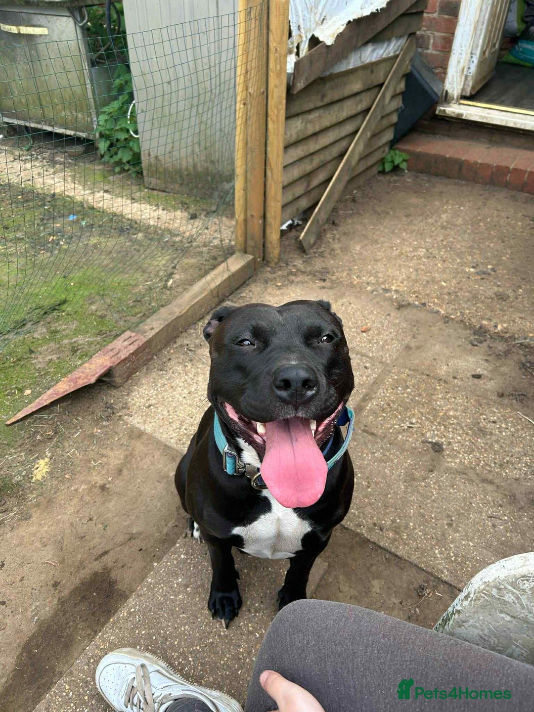 Mixed Breed dogs for sale: Needs to be re homed asap  - Image 4