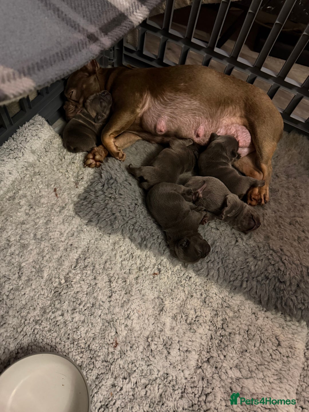 French Bulldog dogs for sale: 5 Beautiful French Bulldog Puppies - Advert 29