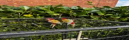 Parrots birds for sale: Pair of Rosselas, Bourkes, Cocktails & Exhibitions in Walsall - Advert 3