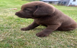 Labrador Retriever dogs for sale: Chunky Chocolate Labrador Puppies - Image 8