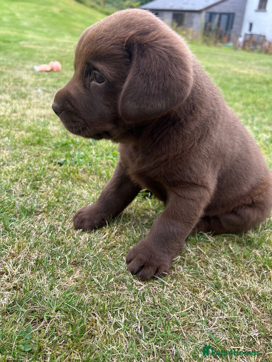 Labrador Retriever dogs for sale: Chunky Chocolate Labrador Puppies - Image 8
