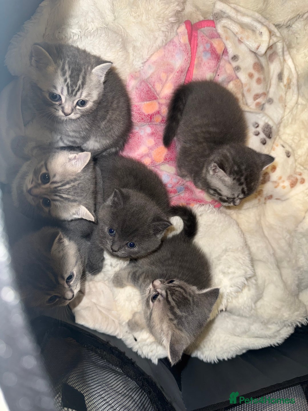 British Shorthair cats for sale: BRITISH SHORTHAIR KITTENS - Advert 7