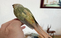 Conures birds for sale: Hand reared baby conure  in Pentre - Image 3
