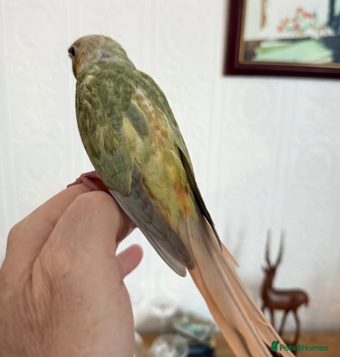 Conures birds for sale: Hand reared baby conure  in Pentre - Image 3