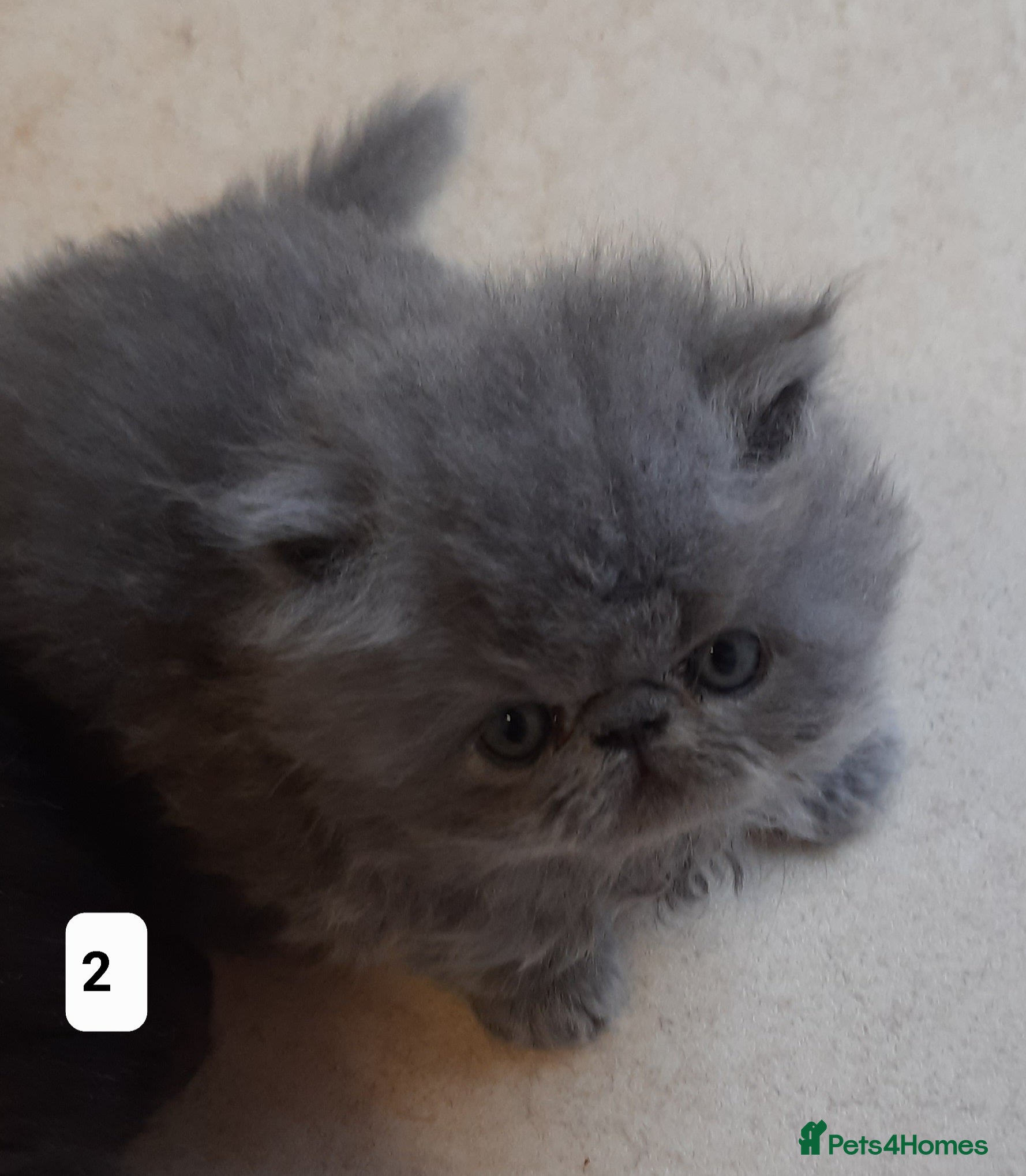 Persian cats Registered Persian kittens  - Advert 7