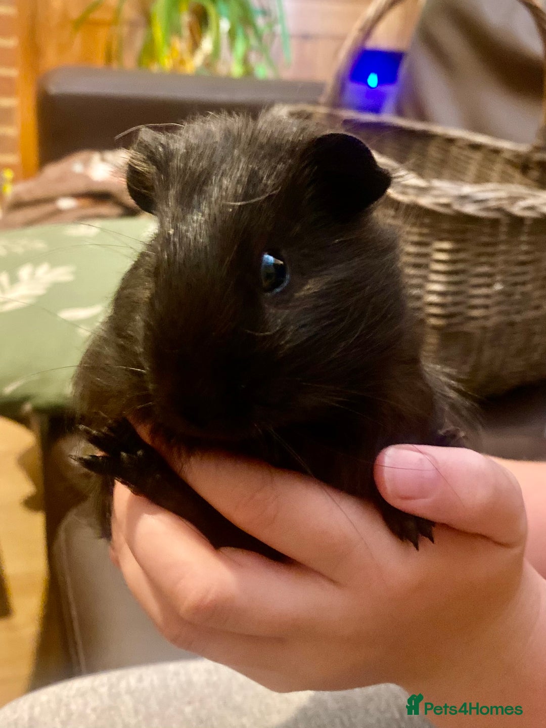 Guinea Pig rodents for sale: Young male Guineas - Image 4