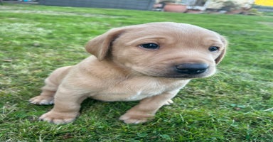Labrador Retriever dogs - Advert 4