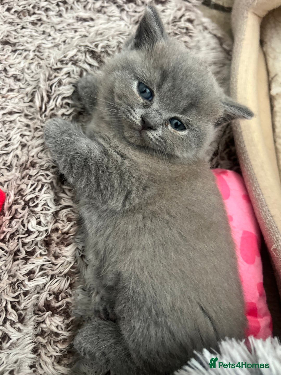 British Shorthair cats for sale: 💙Baby British Blue/Ragdoll Boy 💙 - Image 5