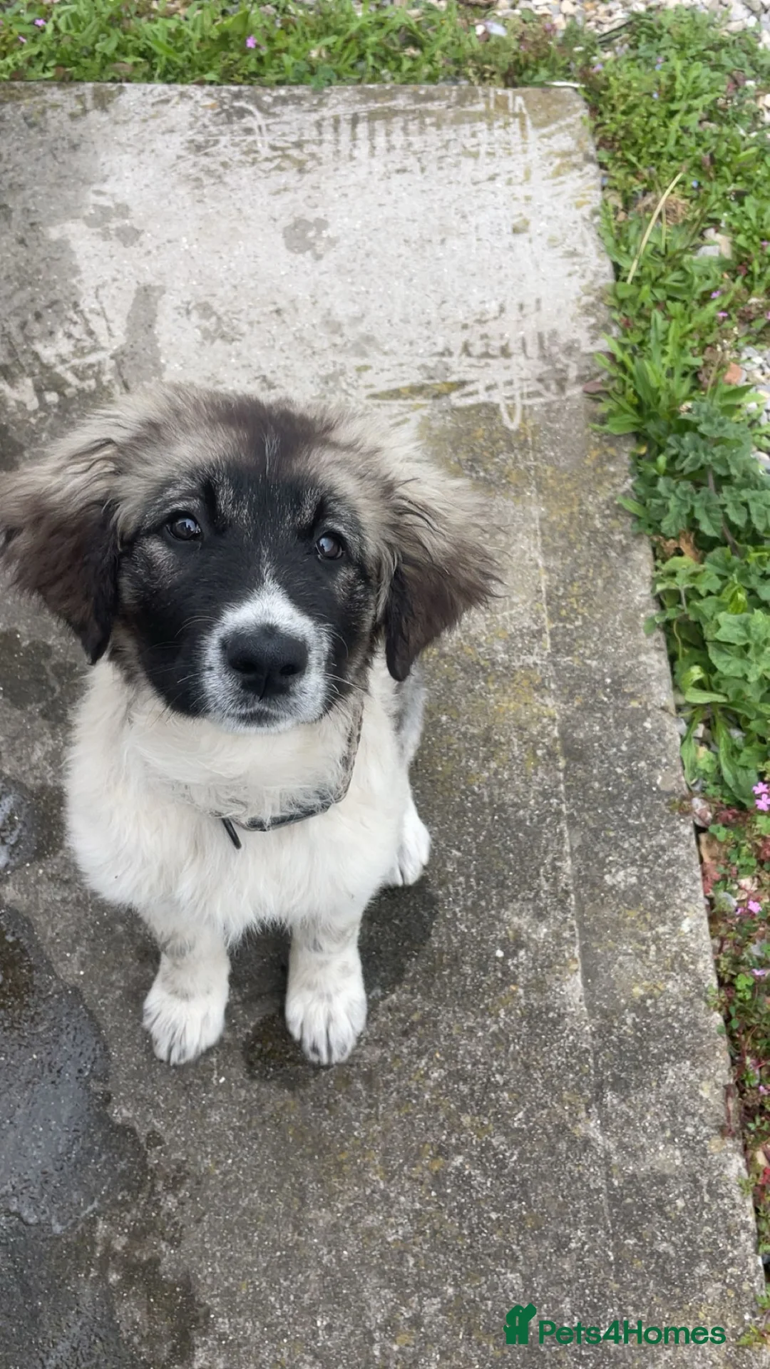 Caucasian Shepherd Dog dogs for sale: Kiara - Advert 1