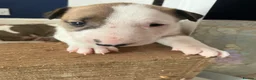 English Bull Terrier dogs for sale: 4 x kc registered English Bull Terriers  - Advert 3