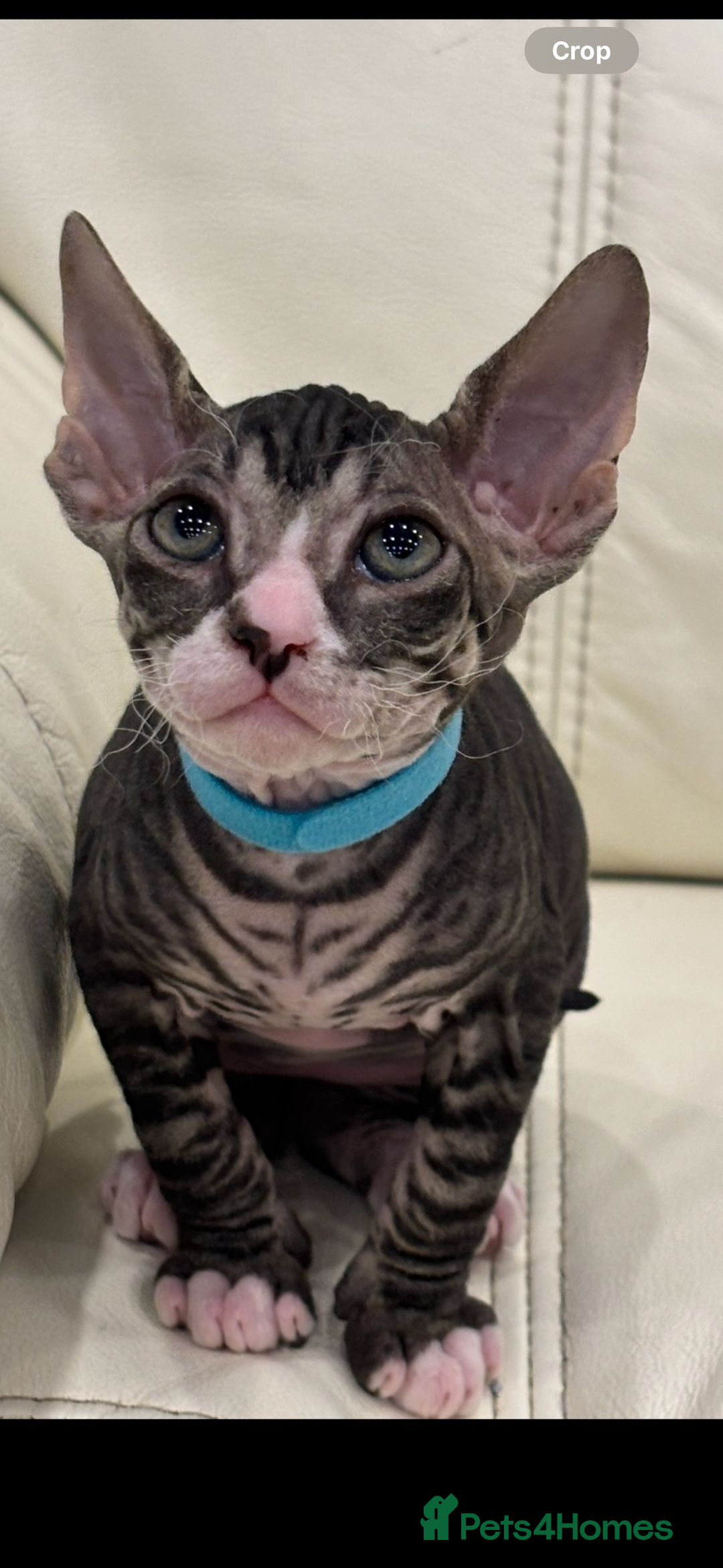 Sphynx cats for sale: Donskoy - Advert 12