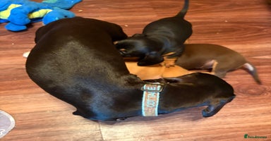 Miniature Dachshund dogs - Advert 6