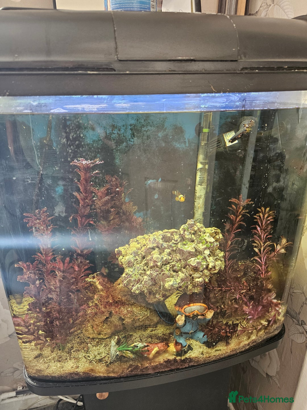 Other/Mixed Breed fish for sale: Marine Tank & fish - Image 2