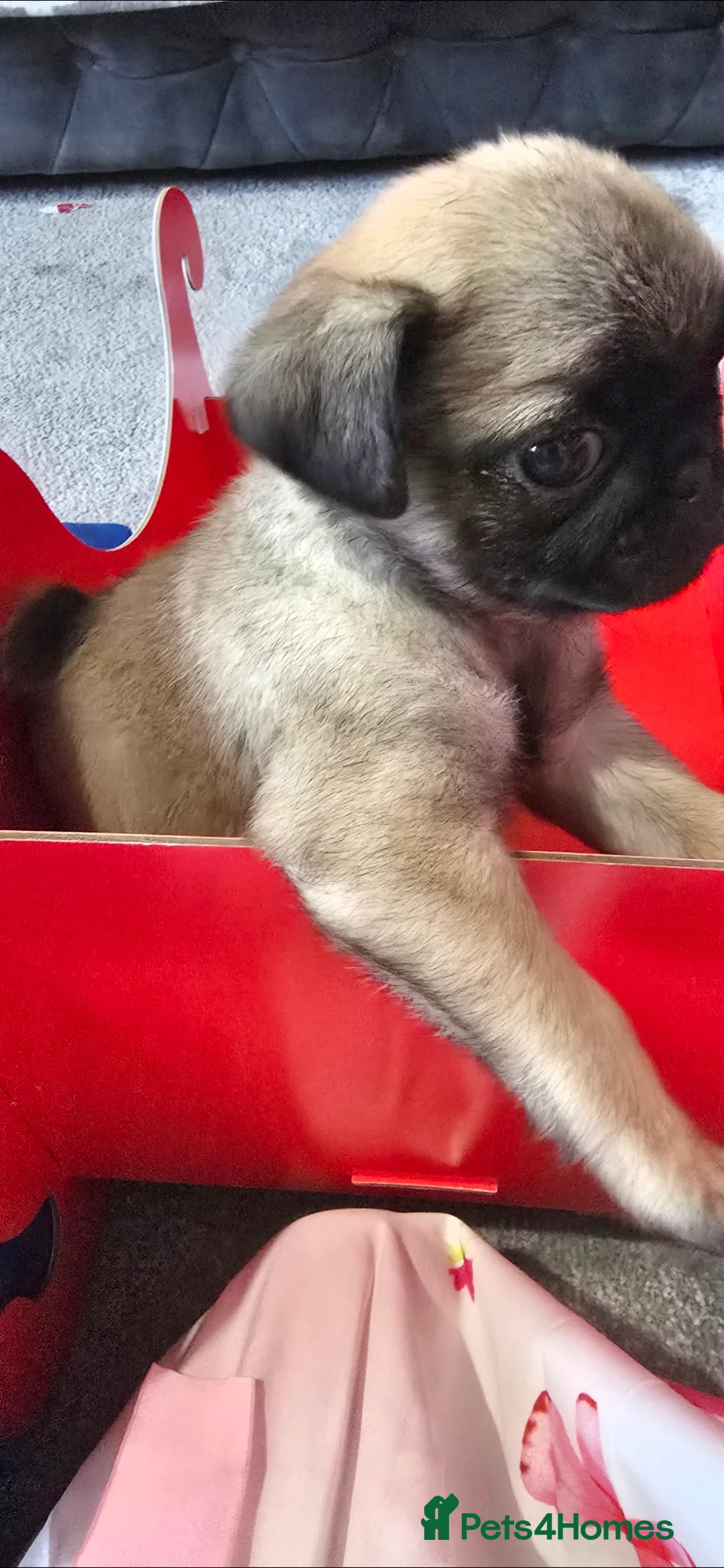 Pug dogs for sale: Girl  - Advert 3