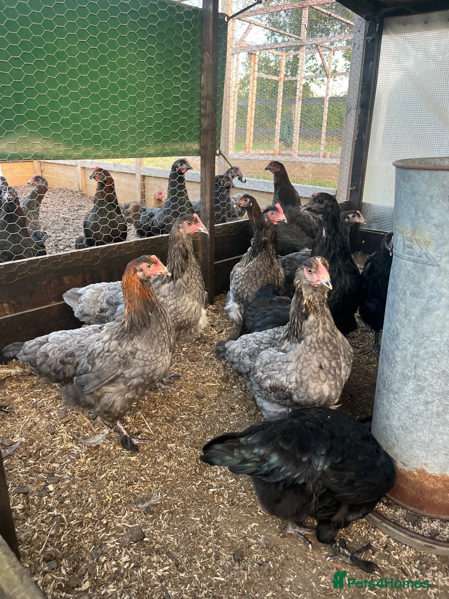Chickens poultry Chickens various breeds - Advert 1