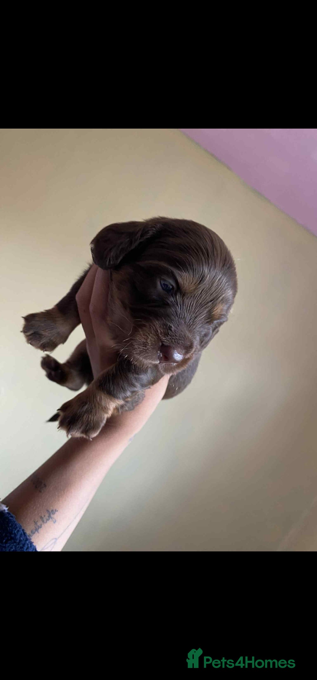 Dachshund dogs for sale: Miniature Dachshund cross pup - Image 8