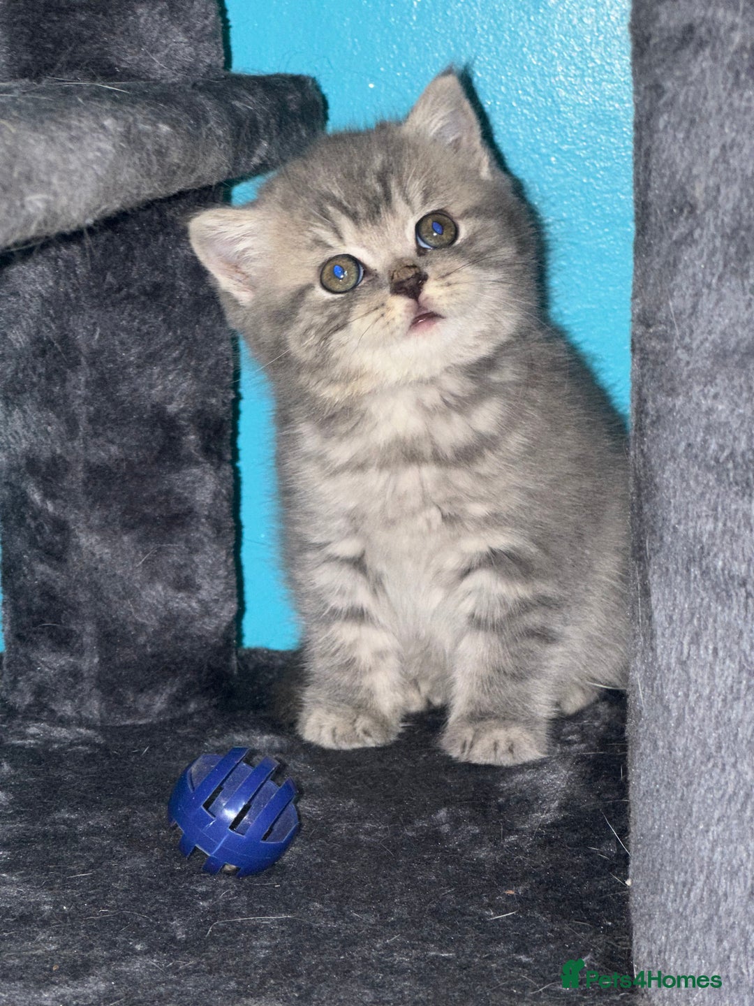 British Shorthair cats for sale: Pure bred British shorthair kittens ( final price) - Image 6