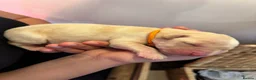 Labrador Retriever dogs for sale: Exceptional litter of Labrador puppies  - Advert 13