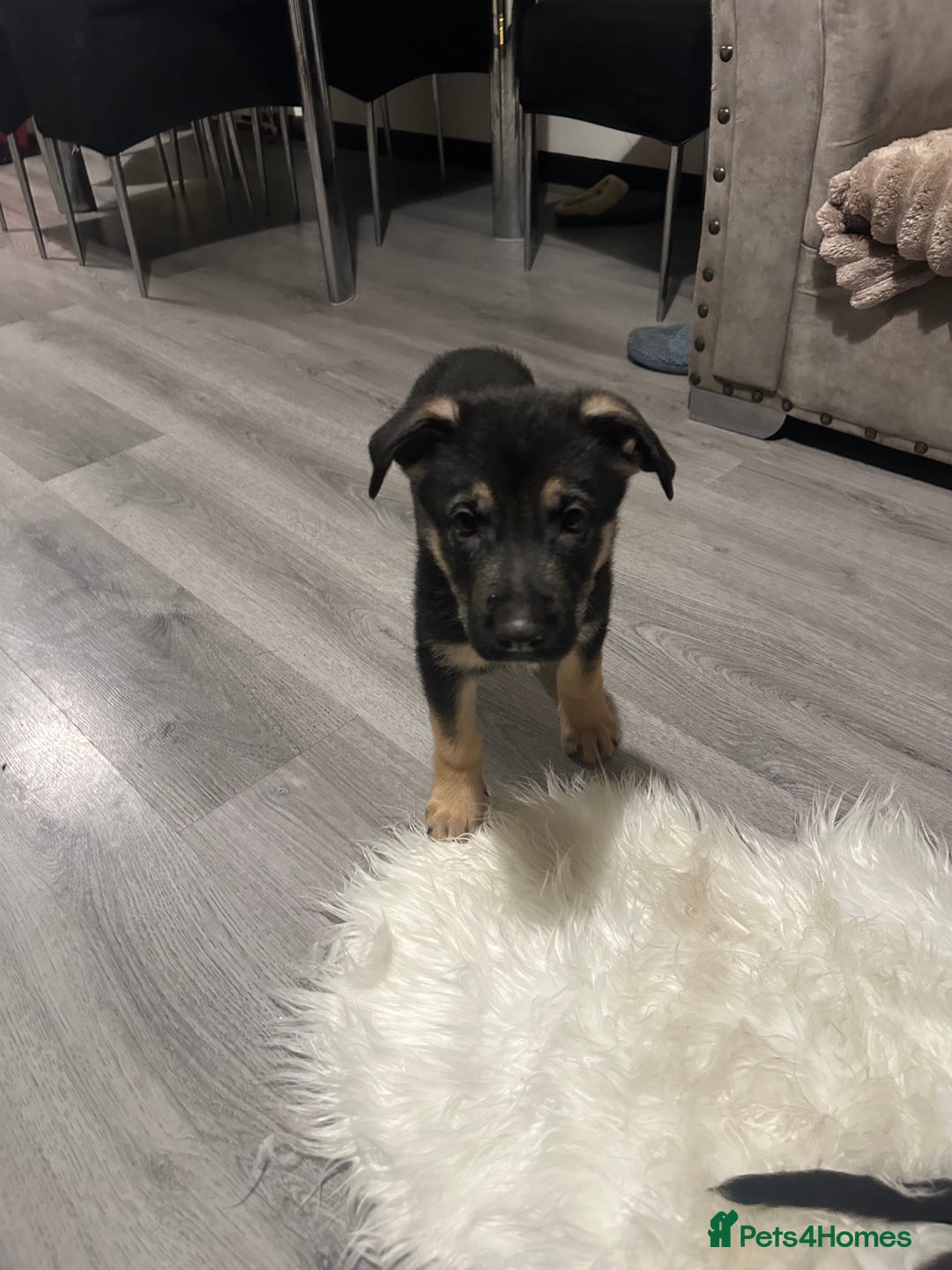 German Shepherd dogs for sale: Lovely shepherds  - Advert 5