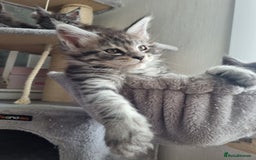 Maine Coon cats for sale: Maine Coon Kitten 1 - King-size Purebred Maine Coon kittens  - Image 22