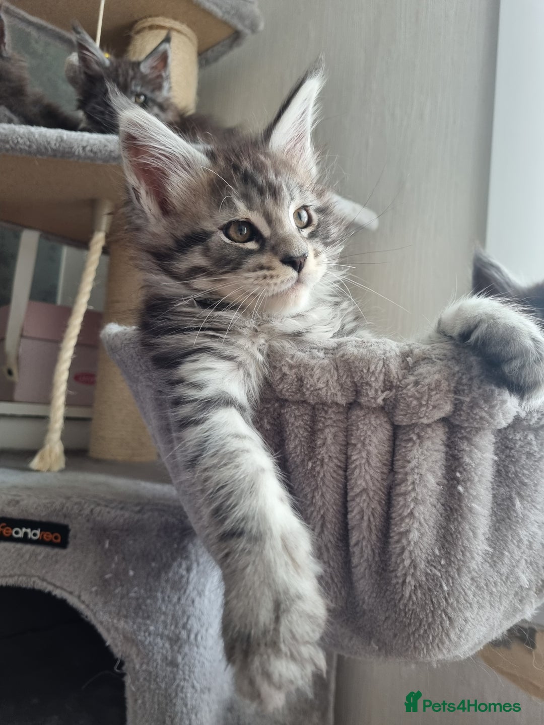 Maine Coon cats for sale: Maine Coon Kitten 1 - King-size Purebred Maine Coon kittens  - Image 22