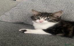 British Shorthair cats for sale: Last boy kitten for sale  - Image 3