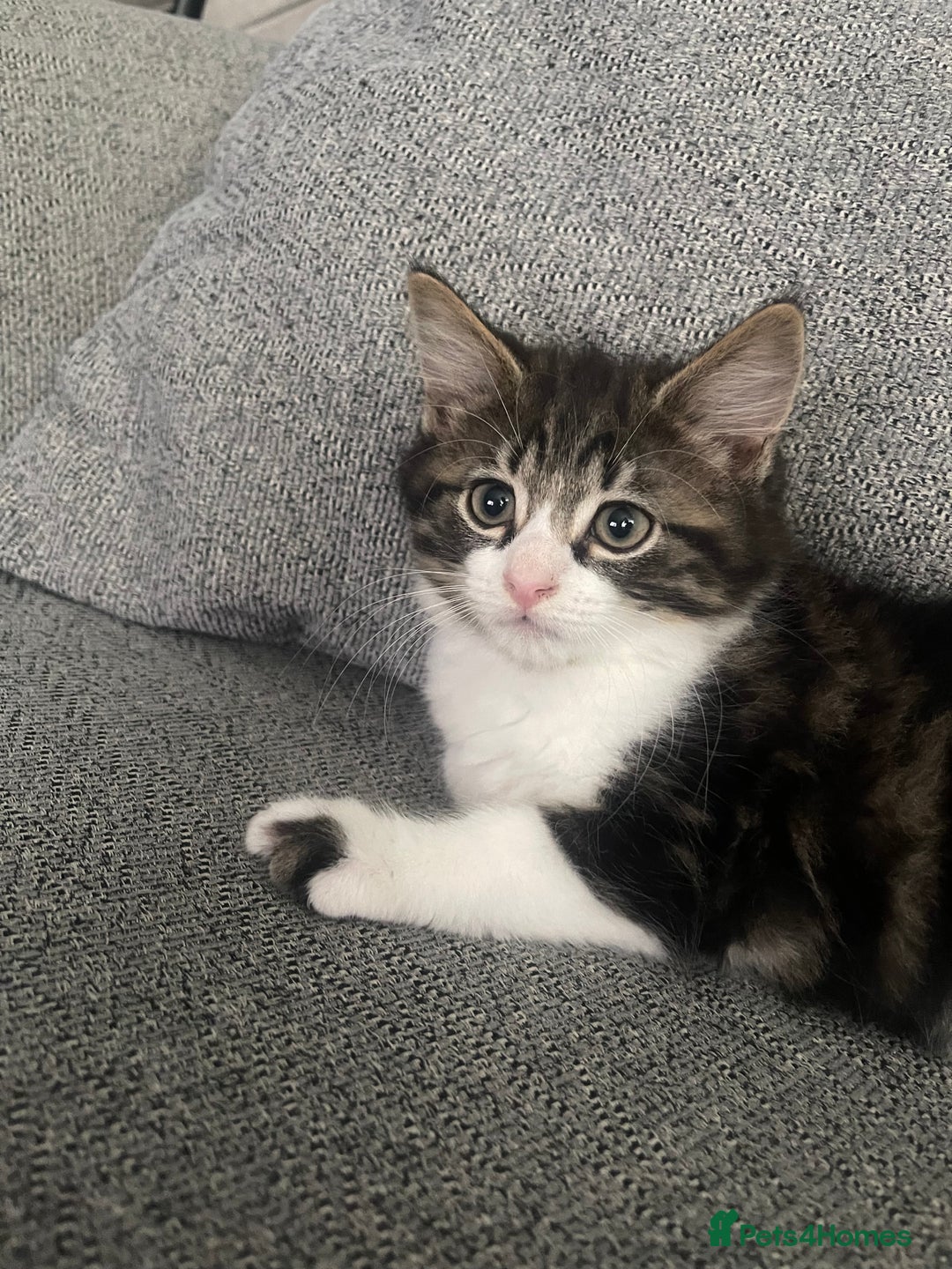 British Shorthair cats for sale: Last boy kitten for sale  - Image 3
