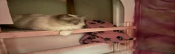 Ragdoll cats for sale: Affectionate GCCF Ragdoll Looking for Home - Advert 5