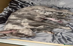 French Bulldog dogs for sale: 2 female French bulldogs  - Image 5