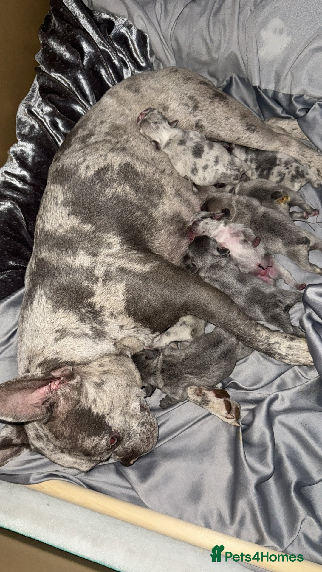 French Bulldog dogs for sale: 2 female French bulldogs  - Image 5