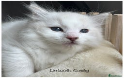 Ragdoll cats for sale: Champion line Ragdoll kittens GCCF registered - Image 4