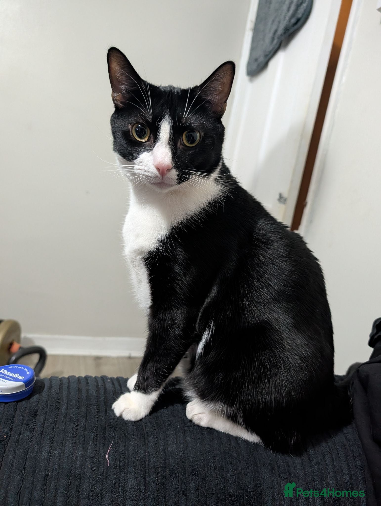 Domestic Shorthair cats Black & White Cat (no charge) - Male - Advert 1