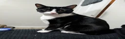 Domestic Shorthair cats for sale: Black & White Cat (no charge) - Male - Advert 1