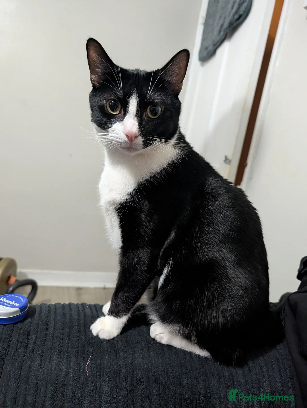 Domestic Shorthair cats for sale: Black & White Cat (no charge) - Male - Advert 1