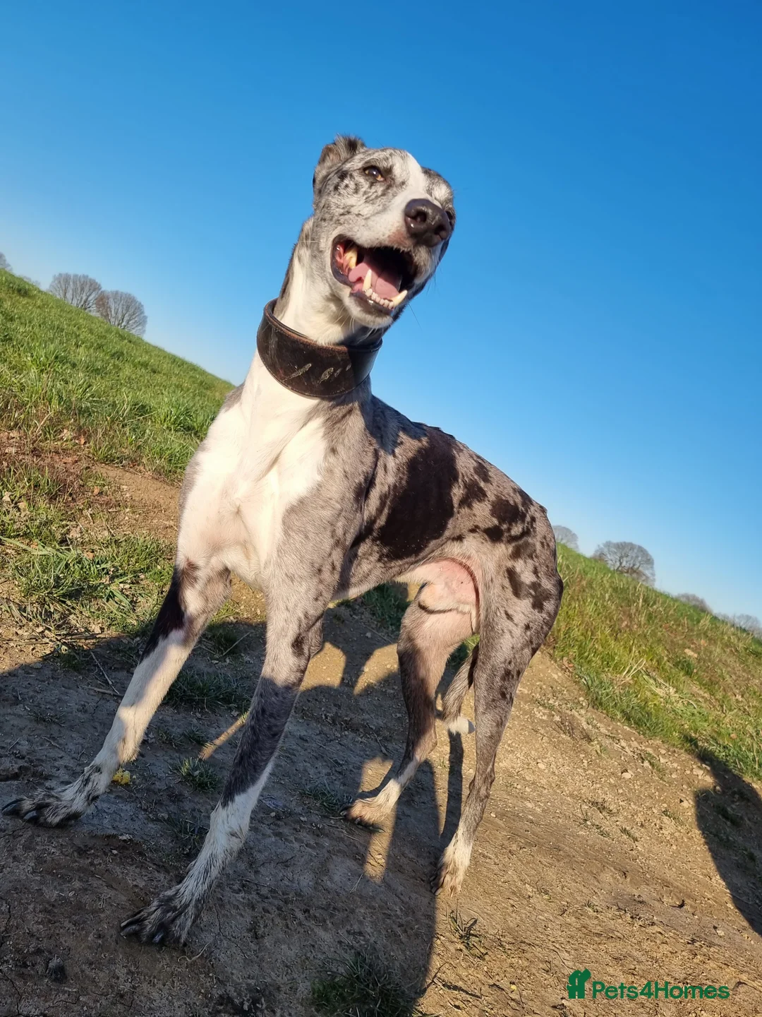 Lurcher dogs for stud: Merle lurcher for stud  in Rotherham - Advert 4