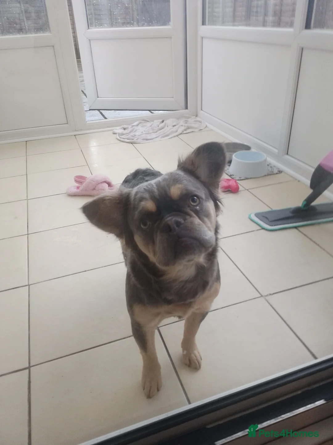French Bulldog dogs for sale: FLUFFY FEMALE FRENCH BULLDOG  - Advert 2